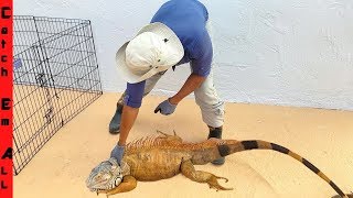 BIGGEST IGUANA CAUGHT in Florida WORLD RECORD [upl. by Nehgem]