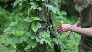 Hops Humulus lupulus [upl. by Dedra]