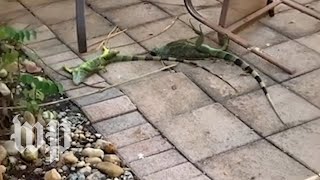 Cold stunned iguanas are falling from trees in Florida  The Washington Post [upl. by Jangro]