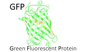 GFP  Green Fluorescent Protein [upl. by Pellikka]