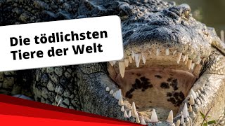 Top10 Die tödlichsten Tiere der Welt [upl. by Eleazar621]