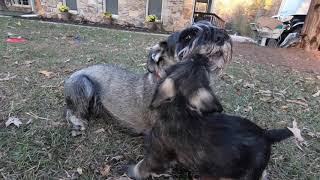 Standard Schnauzer  one male puppy availible [upl. by Page94]