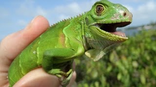 Catching Wild Iguanas in Florida  Herping 2016 [upl. by Weaver]