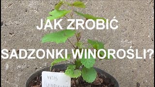 ROZMNAŻANIE WINOROŚLI  krok po kroku [upl. by Yltsew]