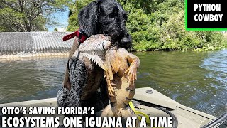 Using The Worlds Best Iguana Hunting Dog To Save Florida [upl. by Avehstab]