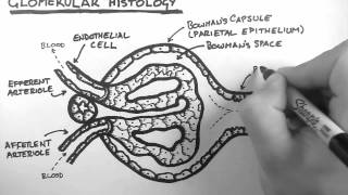 Renal Anatomy 3  Glomerular Histology [upl. by Hnad908]