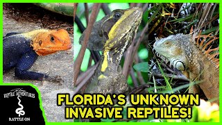 7 INVASIVE REPTILES OF FLORIDA you probably didnt know were invasive [upl. by Eliam]