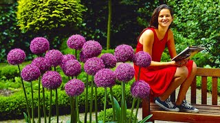 How to Plant Allium Globemaster SpringSummer Garden Guide [upl. by Ahselak438]