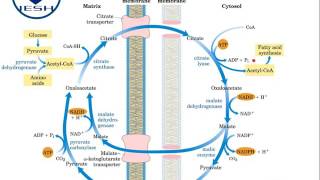 Biosíntesis de ácidos grasos Lipogénesis [upl. by Alleciram921]