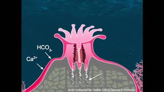 Coral Anatomy Virtual Lesson [upl. by Abdulla]