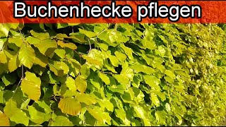 Buchenhecke  Hainbuchenhecke amp Rotbuchenhecke pflegen  Schneiden Düngen Gießen Pflanzen Standort [upl. by Martinsen551]