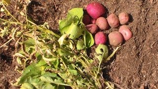 Potato Blight What To Do [upl. by Ocsicnarf]