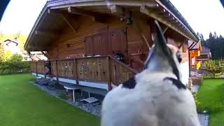 Woodpecker pecking at security camera [upl. by Leumel902]