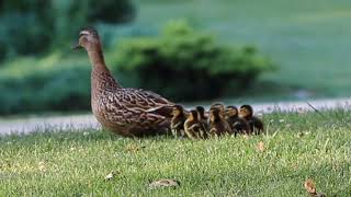 Mallard ducklings hatching and leaving nest 😍 [upl. by Orsino]