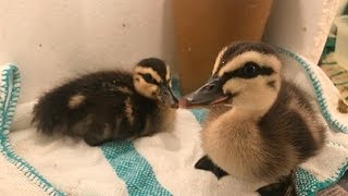 How To Hatch amp Care For Ducklings [upl. by Ogires595]