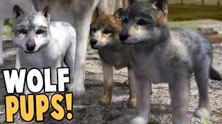 RAISING WOLF PUPS BEST WOLF SIMULATOR GAME EVER  Wolf Quest Gameplay [upl. by Pia798]