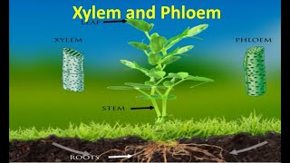 Xylem and Phloem [upl. by Airitac]