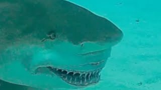 Facts The Lemon Shark [upl. by Giguere838]