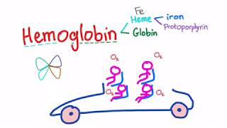 Hemoglobin Structure Whats In Your Red Blood Cell [upl. by Ayk]