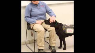 PTSD Service Dog Tasks [upl. by Edylc]