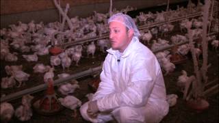 Antibiotic Use in the Poultry Industry [upl. by Aribold]