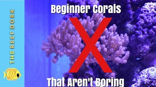 Top 7 Beginner Corals That Arent Boring [upl. by Eitsrik]