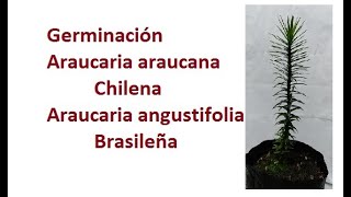 Germinación Araucaria Araucana Pewén y Angustifolia Brasileña  Anum [upl. by Oiril7]