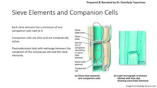 Chapter 72 Transport in the Phloem [upl. by Yras]