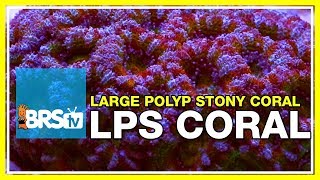 Week 36 LPS coral selection care amp placement  52 Weeks of Reefing [upl. by Lytle438]