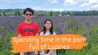 Lupines blooming in Van Lierop park PuyallupWashington USA [upl. by Ttegirb540]