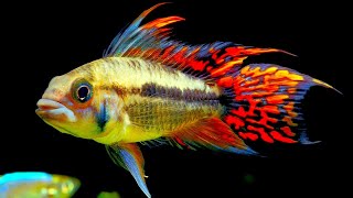 Top 5 Centerpiece Fish for your small to medium sized Community Aquarium [upl. by Ammon770]