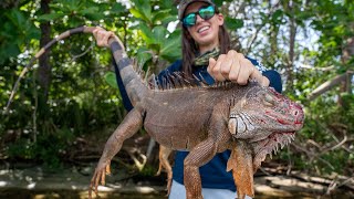 Iguana Hunting in Florida with Air Rifles [upl. by Norra659]