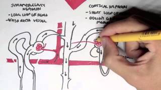 Nephrology  Kidney and Nephron Overview [upl. by Notwen]