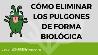 CÓMO ELIMINAR LOS PULGONES DE FORMA ECOLÓGICA  BIOLÓGICA [upl. by Northrup]