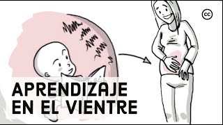 Desarrollo Prenatal Lo Que los Bebés Aprenden Dentro del Vientre [upl. by Gnat]