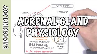 Endocrinology  Adrenal Gland Hormones [upl. by Jade701]