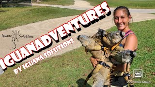 IguanAdventures 50 Iguana catching with noose poles in Florida with Iguana Solutions [upl. by Marinna]