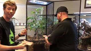 How to setup a bioactive Panther Chameleon terrarium SelfCleaning amp Maintaining [upl. by Kalin601]