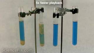 Yeast Respiration [upl. by Syd]