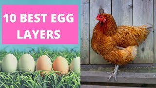 BEST CHICKENS FOR LAYING EGGS [upl. by Yrovi]