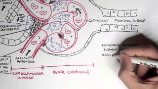 Nephrology  Kidney Physiology Overview [upl. by Dot]