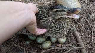 Duck Eggs Hatching  Duck Harvesting Eggs to Chicks [upl. by Notwal]