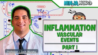 Immunology  Inflammation Vascular Events Part 1 [upl. by Nitsyrc]