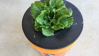 Kratky Hydroponic for Beginners  Outdoors [upl. by Procter]