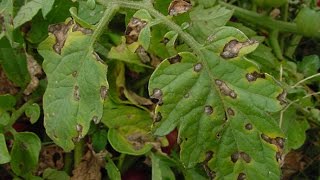 Identifying and Treating Early Blight on Tomato Plants [upl. by Giglio]