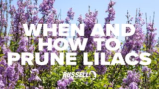 When and How to Prune Lilacs [upl. by Leinod]