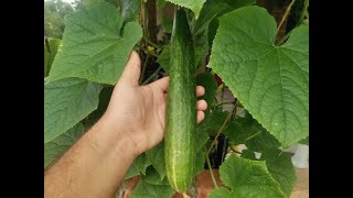 How to Grow Cucumbers Hydroponics From Seed At Home [upl. by Navanod]