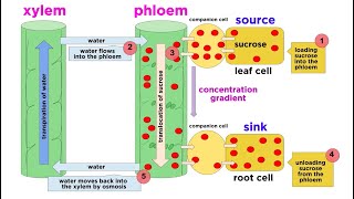 Types of Plant Tissues [upl. by Byrdie]