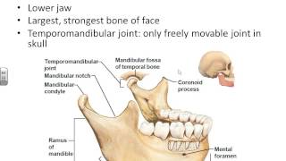 AampP I Chapter 7axial skeleton [upl. by Liemaj48]