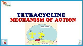 Tetracycline Mechanism of Action [upl. by Nnawaj146]